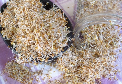 Picture of Organic Alfalfa Sprouting Seeds